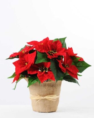 30CM Christmas flower in linen Pot GS-0339728