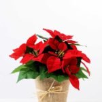 25CM Christmas flower in linen Pot GS-0339729