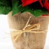 25CM Christmas flower in linen Pot GS-0339729