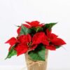 22CM Christmas flower  in linen Pot GS-0339730