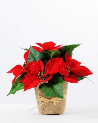 22CM Christmas flower  in linen Pot GS-0339730
