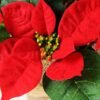22CM Christmas flower  in linen Pot GS-0339730