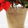 22CM Christmas flower  in linen Pot GS-0339730