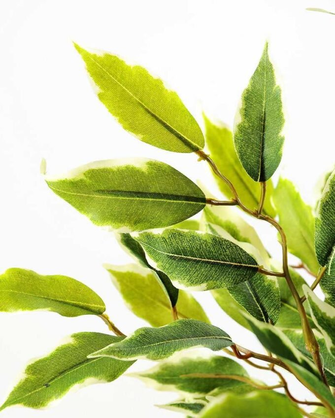 53CM Banyan bonsai in Plastic Pot GS-0339731 2 53CM Banyan bonsai in Plastic Pot GS-0339731