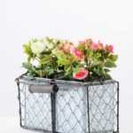 mini rose potted  GS-0339741