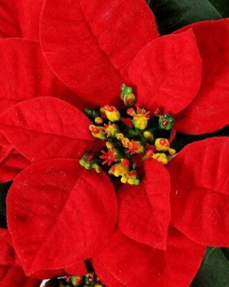 20CM Christmas flower in PotPaPer PulP Pot GS-0339743 Christmas Item YeahFlower is one of Chinese leading OEM manufacturers and exporters , supplying the silk flowers, wholesale artificial trees 20CM Christmas flower in PotPaPer PulP Pot GS-0339743