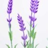 41CM Lavender in ceramic Pot GS-0339744