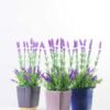 36CM Lavender in ceramic Pot GS-0339746