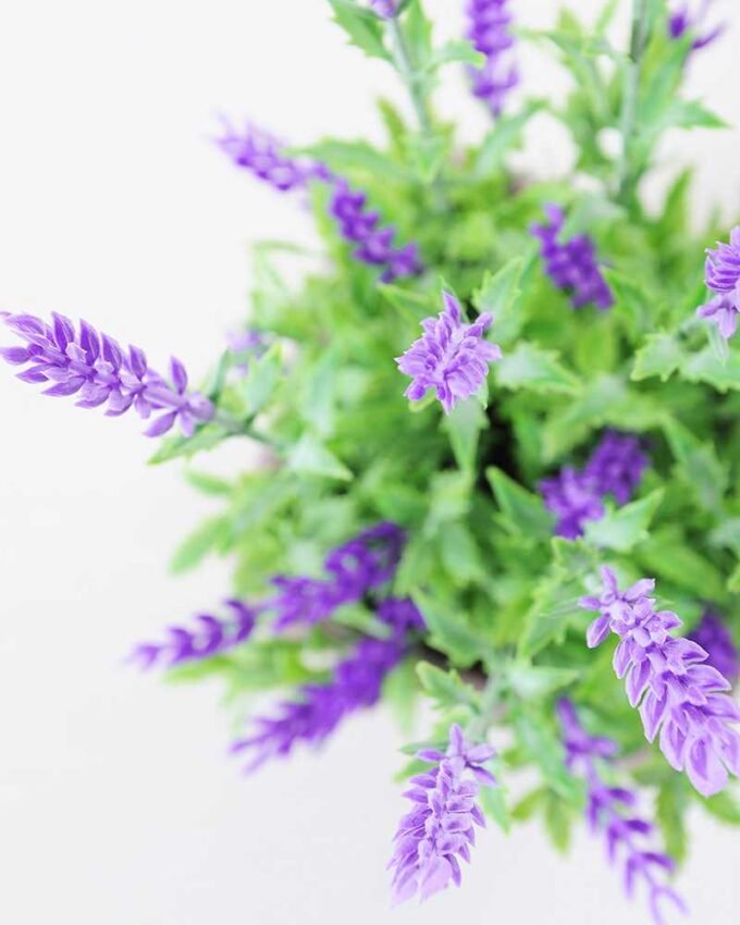 36CM Lavender in ceramic Pot GS-0339746