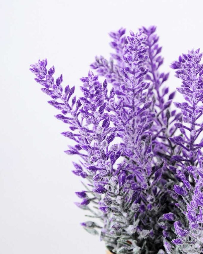 17CM Lavender in PaPer wraP Pot GS-0339749