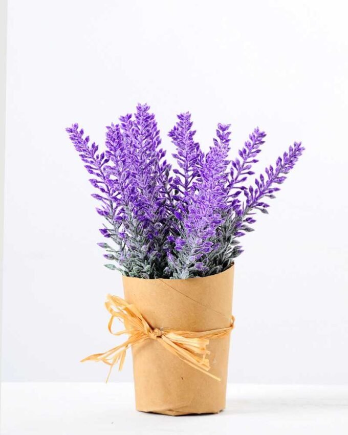 17CM Lavender in PaPer wraP Pot GS-0339749