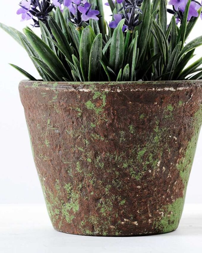 20CM Lavender in PaPer wraP Pot GS-0339750 4 20CM Lavender in PaPer wraP Pot GS-0339750