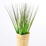 29CM Onion grass GS-0339755