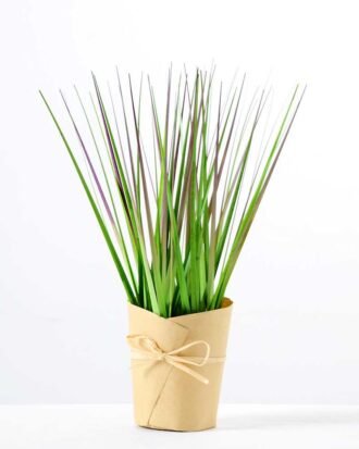 29CM Onion grass GS-0339755