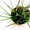 29CM Onion grass GS-0339755