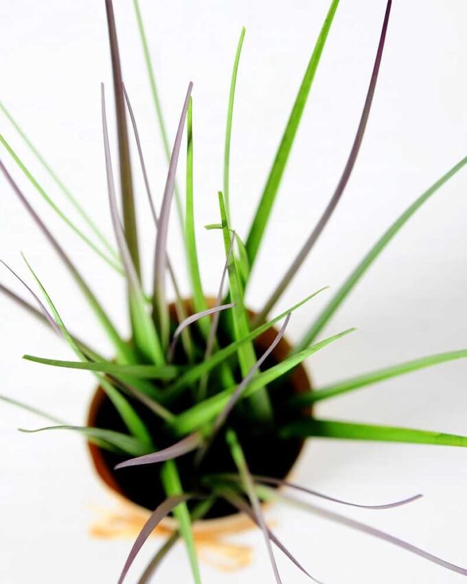 28CM Onion grass GS-0339756