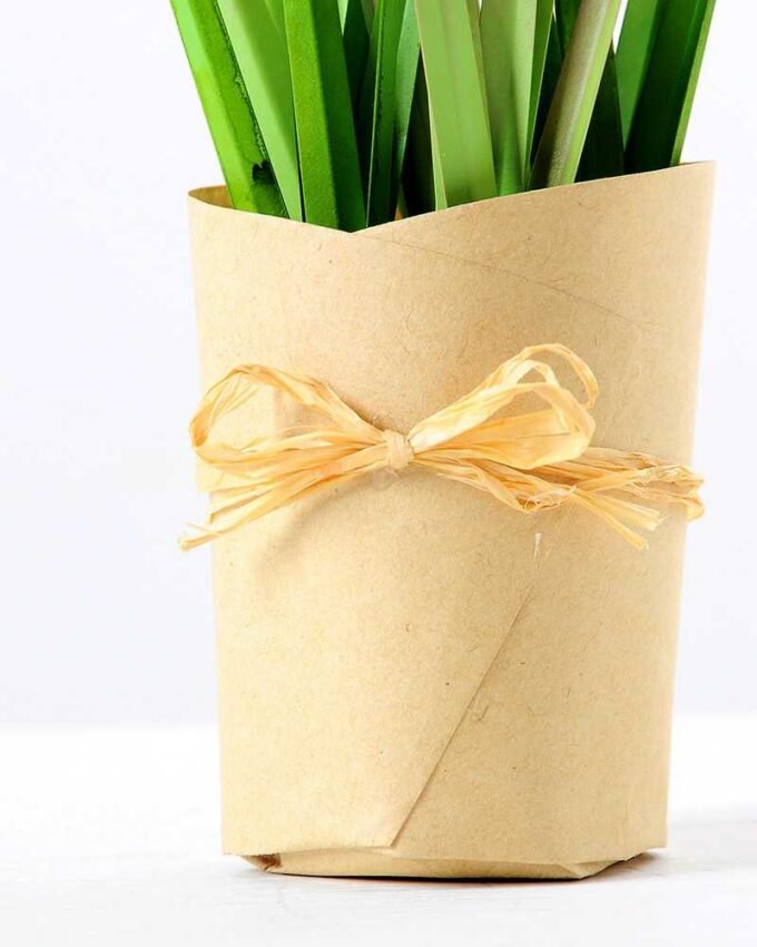 28CM Onion grass GS-0339756