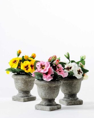 18CM Pansy in Champions League GS-0339758