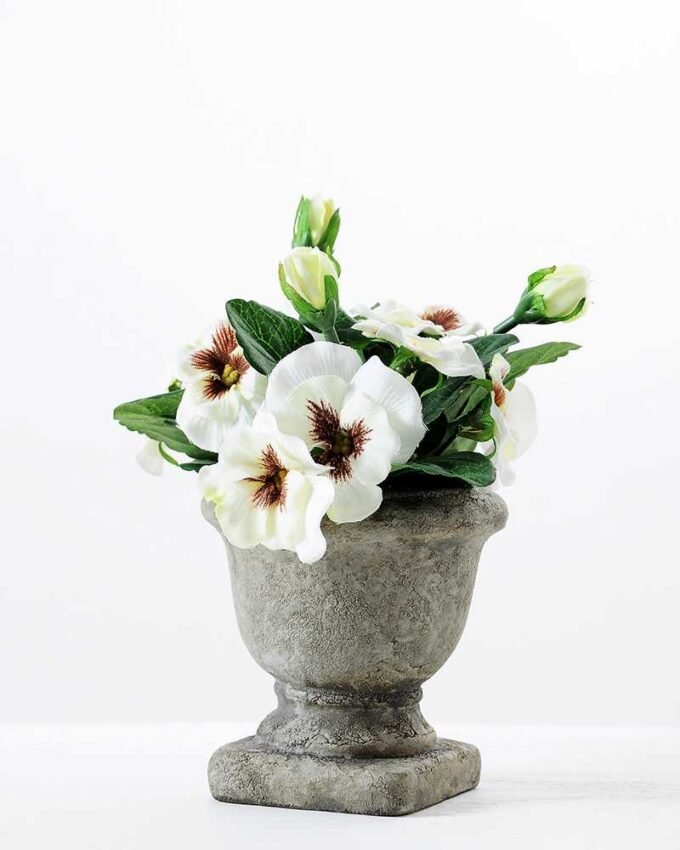 18CM Pansy in Champions League GS-0339758 3 18CM Pansy in Champions League GS-0339758