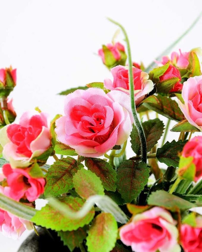 18CM Rose in Champions League GS-0339759