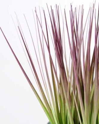 Onion grass in Metal pot GS-0339786