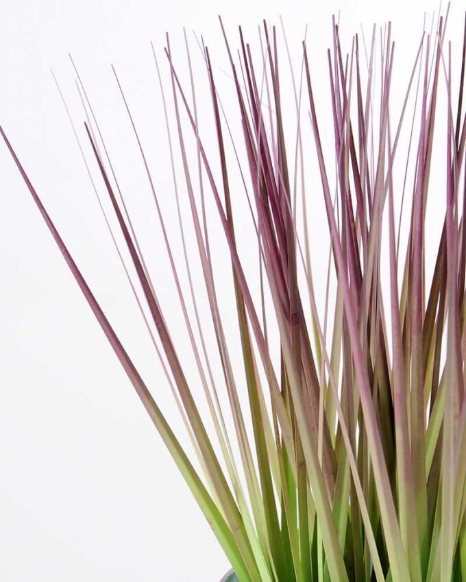 Onion grass in Metal pot GS-0339786