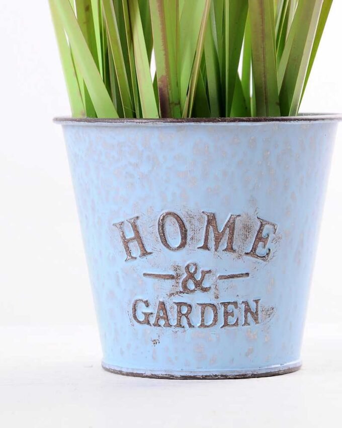 Onion grass in Metal pot GS-0339787