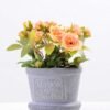 Mini rose in Paper pulp pot GS-0339791