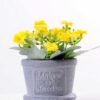 Min flower in Paper wrap pot GS-0339793