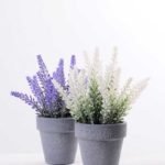 Lavender in Paper wrap pot GS-0339795