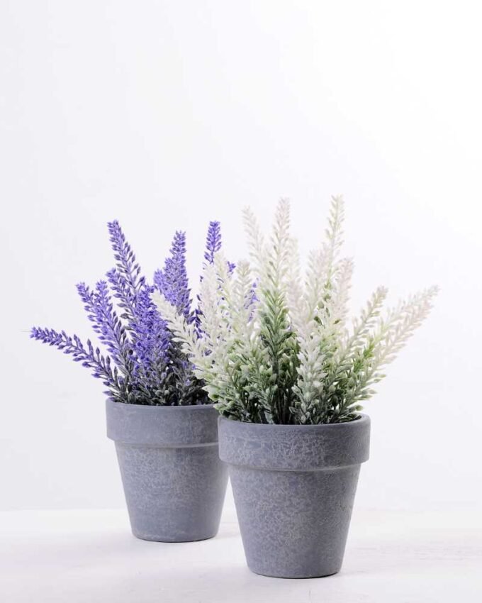 Lavender in Paper wrap pot GS-0339795
