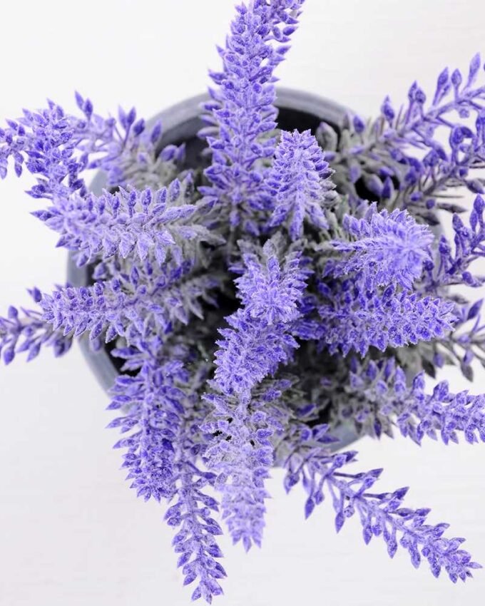 Lavender in Paper wrap pot GS-0339795