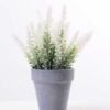 Lavender in Paper wrap pot GS-0339795