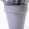 Lavender in Paper wrap pot GS-0339795