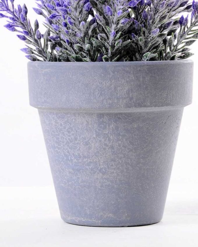 Lavender in Paper wrap pot GS-0339795