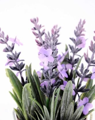 Lavender in Metal pot GS-0339798
