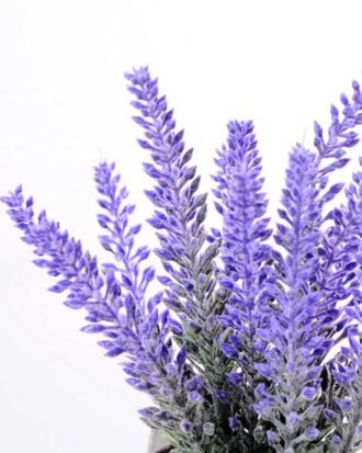 Lavender in Metal watering can GS-0339807