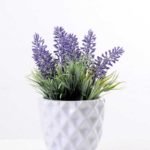 Lavender in Ceramic pot GS-0339809