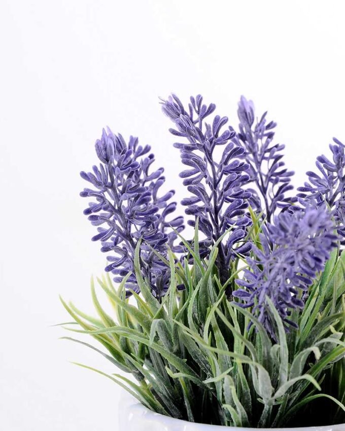 Lavender in Ceramic pot GS-0339809