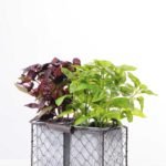 Pepper leaf in Metal pot GS-0339811