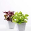 Pepper leaf in Ceramic pot H:15CM GS-0339813