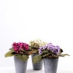 violet in Paper wrap pot GS-0339814