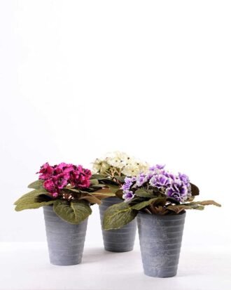 violet in Paper wrap pot GS-0339814
