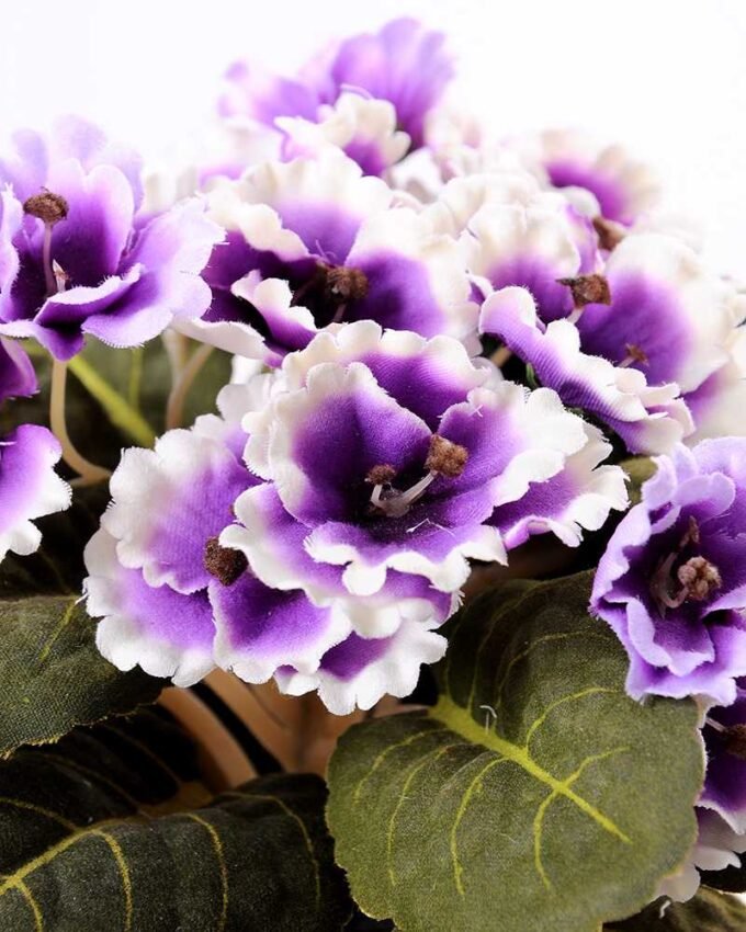 violet in Paper wrap pot GS-0339814