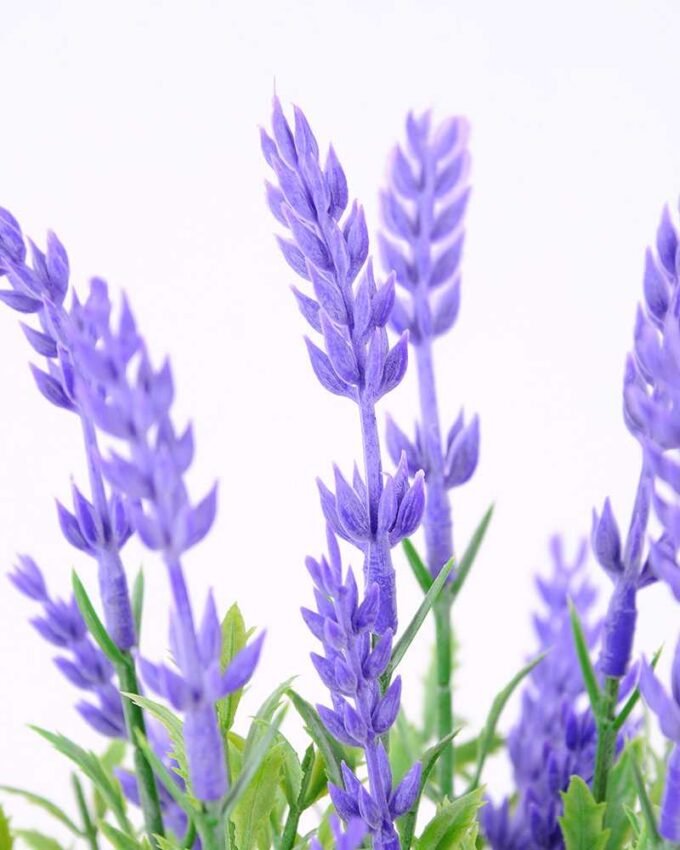 Lavender in Metal pot H:24CM GS-0339820 2 Lavender in Metal pot H:24CM GS-0339820