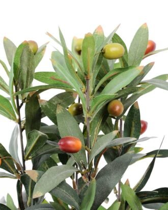 51CM Olive plants in Paper wrap pot GS-0339822