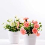 23CM Mun in Paper wrap pot GS-0339840