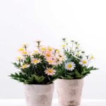 25CM Mun in Paper wrap pot GS-0339841