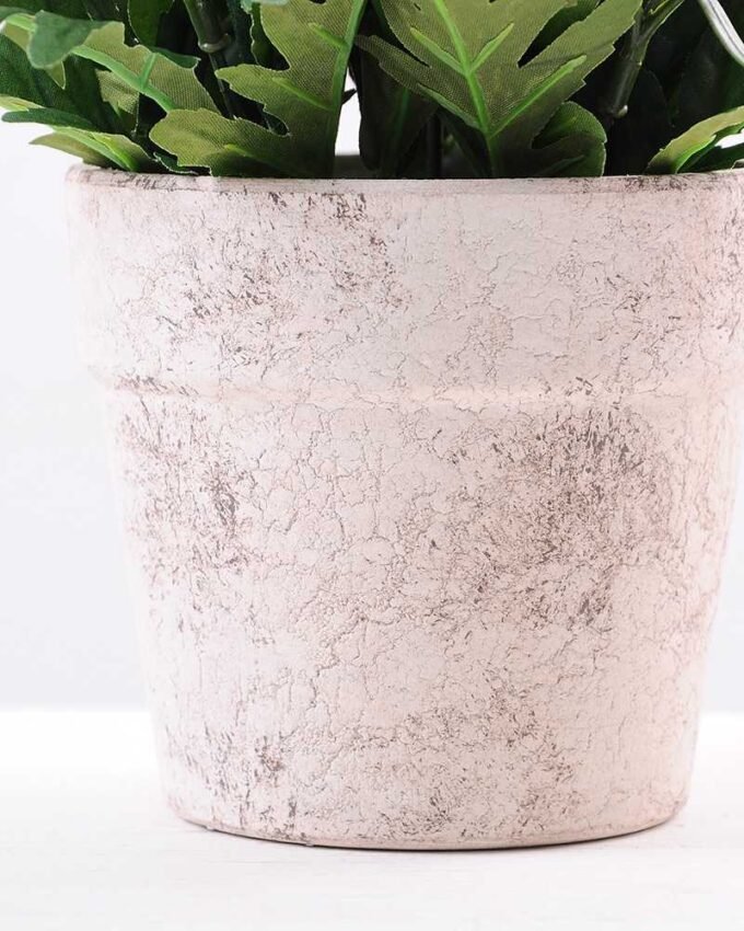 25CM Mun in Paper wrap pot GS-0339841