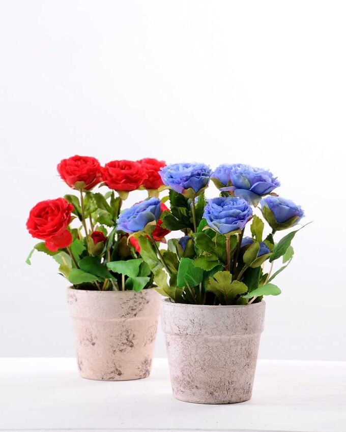 24CM Rose in Paper wrap pot GS-0339842